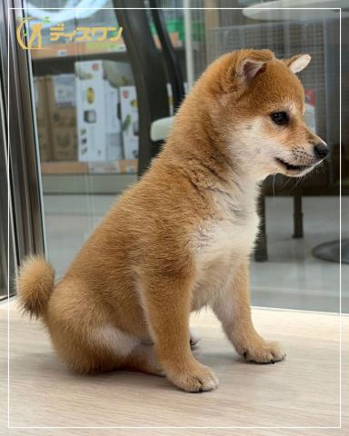 豆柴の写真6