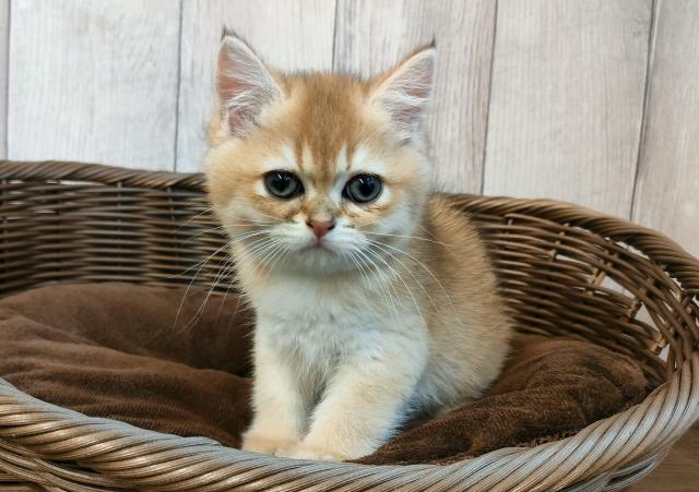 ブリティッシュショートヘア