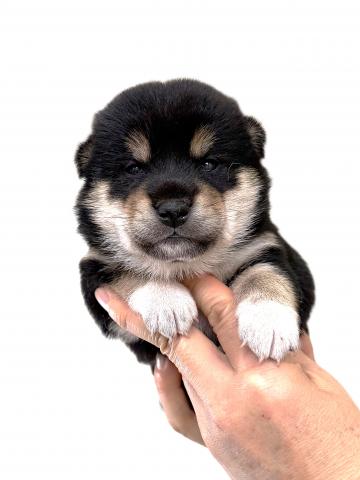 柴犬の写真5
