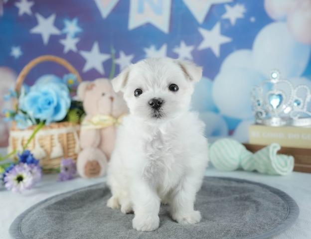 マルチーズの写真5