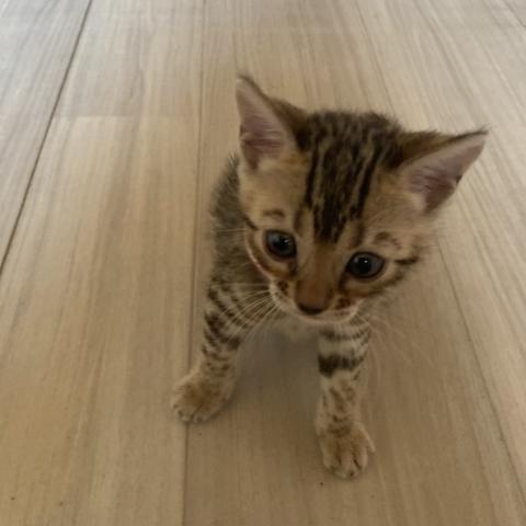 ベンガルの写真3