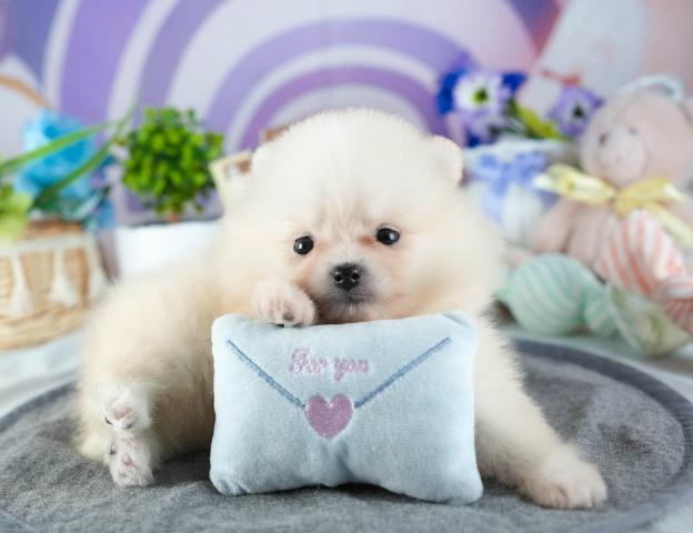 ポメラニアンの写真4