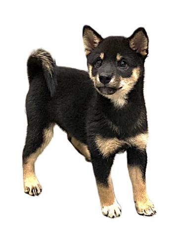 柴犬の写真5