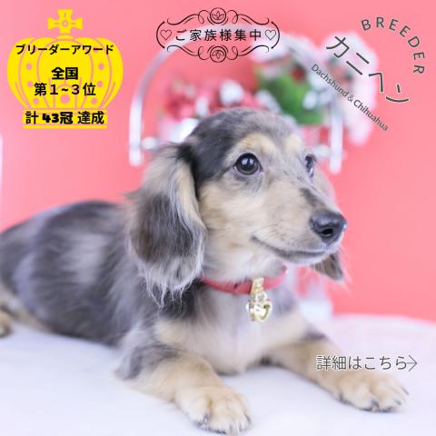 カニヘンダックスフンド　ロング