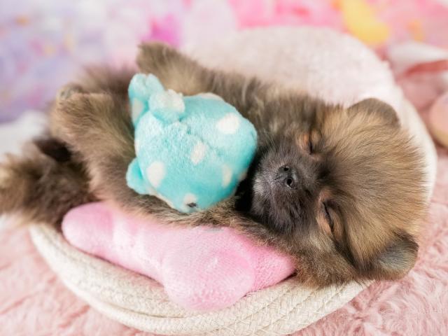 ポメラニアンの写真6