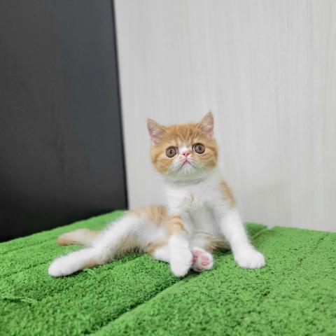 エキゾチックショートヘアーの写真2