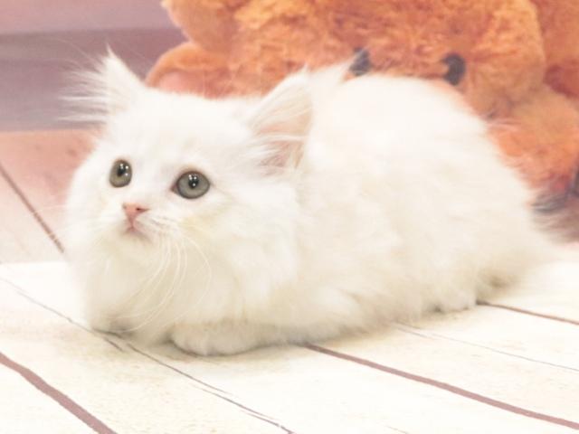 マンチカンの写真4