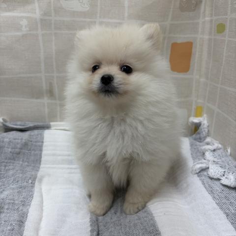 ポメラニアンの写真3