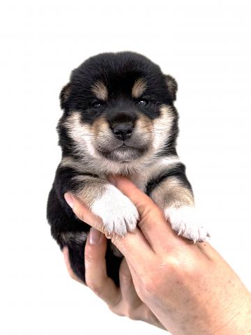 柴犬の写真6