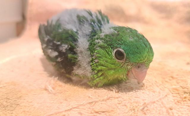サザナミインコ