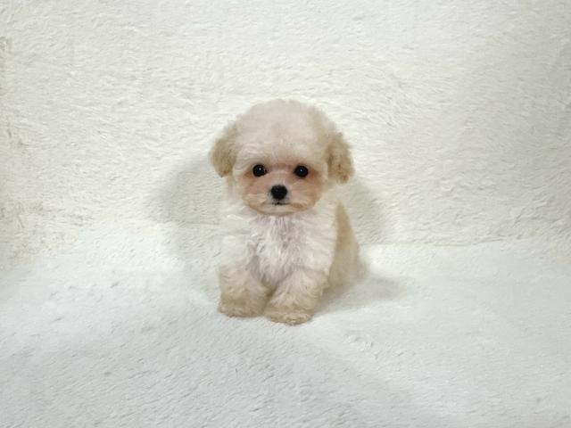 トイプードル(ティーカップサイズ)