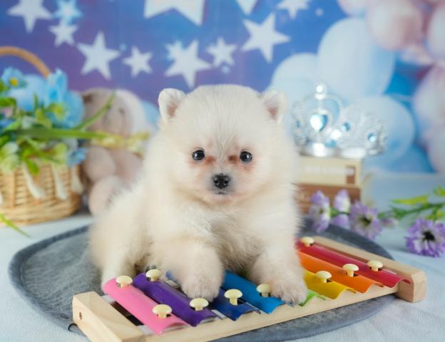 ポメラニアンの写真3