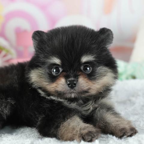 ポメラニアンの写真2