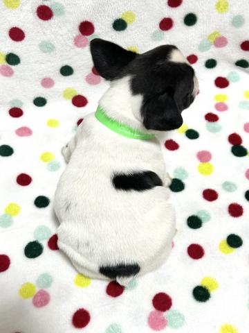 フレンチブルドッグの写真4