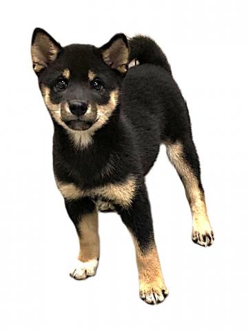 柴犬の写真6