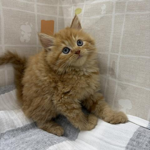マンチカンの写真4