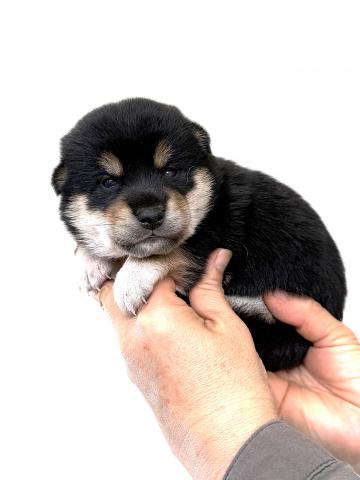 柴犬の写真3