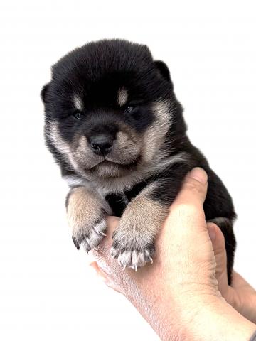 柴犬の写真3
