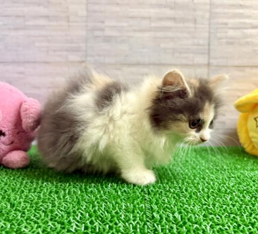 マンチカンの写真2