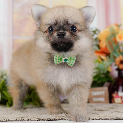 チワポメ