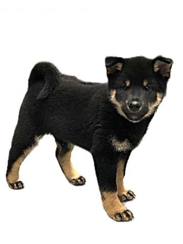 柴犬の写真5