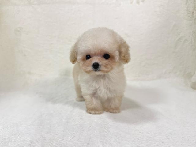 トイプードル(ティーカップサイズ)の写真3