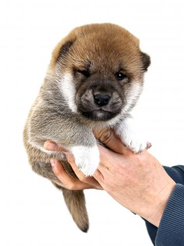 柴犬の写真4