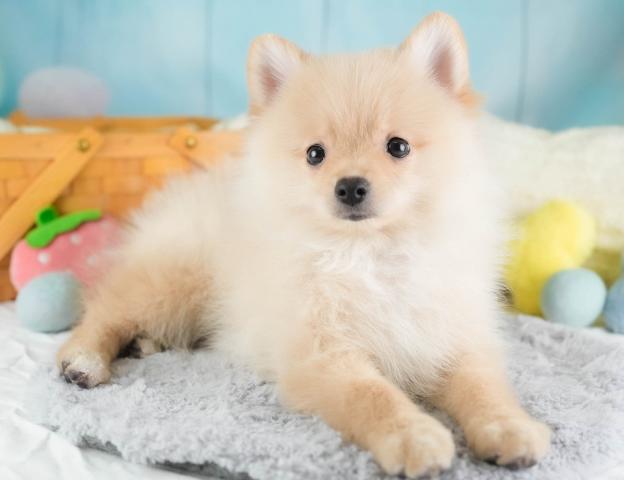 ポメラニアンの写真2
