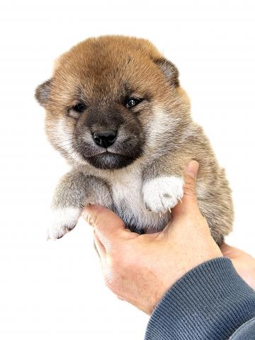 柴犬の写真3