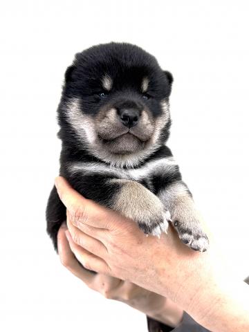 柴犬の写真6