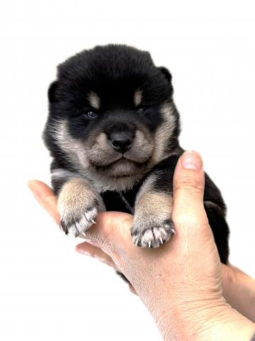 柴犬の写真4
