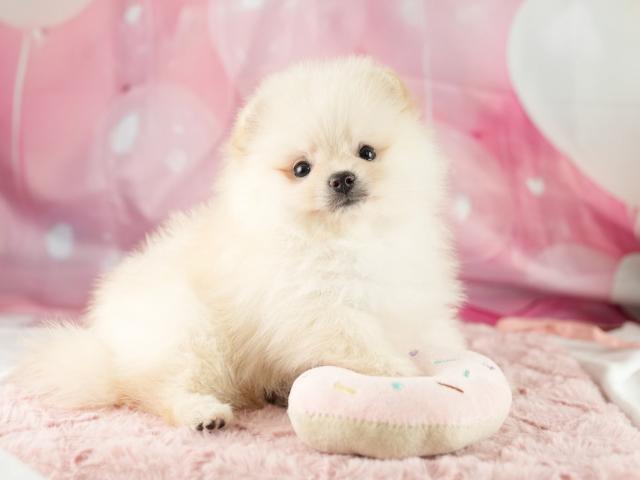 ポメラニアンの写真3