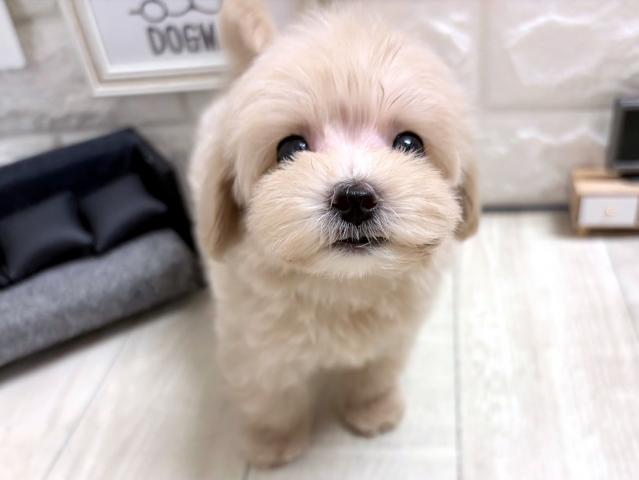 MIX✩.*˚マルプー✩.*˚の写真2