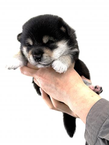 柴犬の写真4