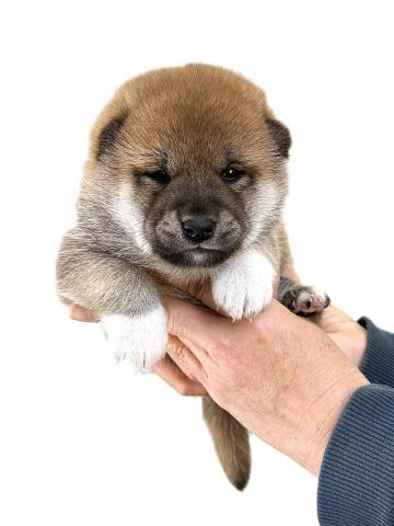 柴犬の写真3