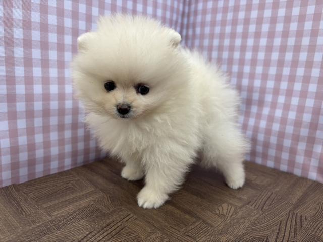 ポメラニアンの写真2
