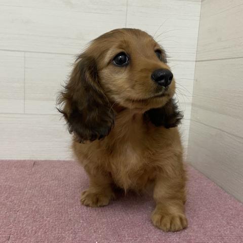 ミニチュアダックスフンドの写真2