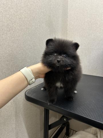 ポメラニアン