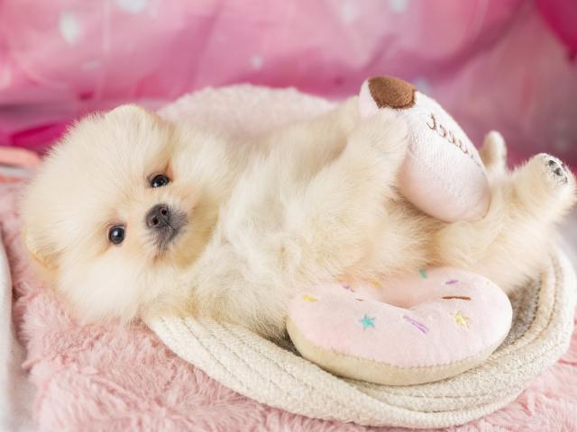 ポメラニアンの写真5