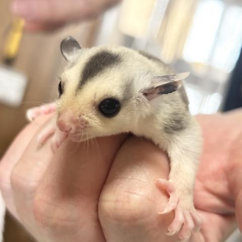 フクロモモンガ ホワイトフェイスモザイクの写真2