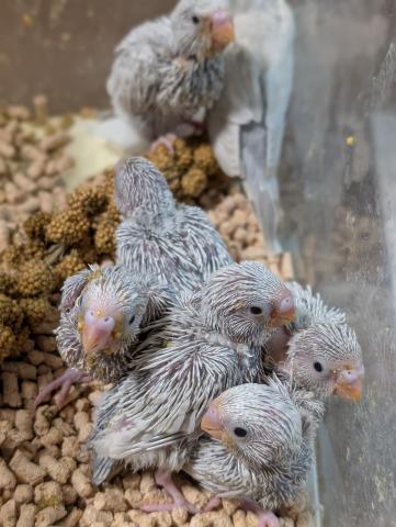 ライラックセキセイインコの写真2