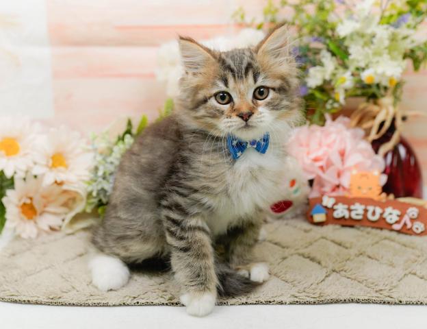 サイベリアンの写真5