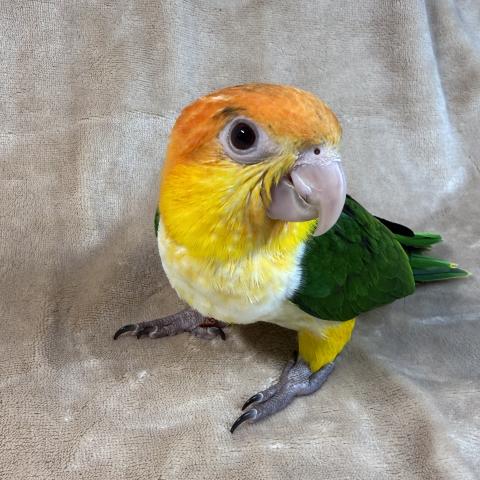シロハラインコ