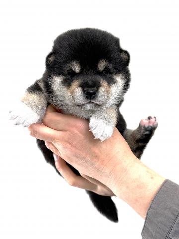 柴犬の写真6