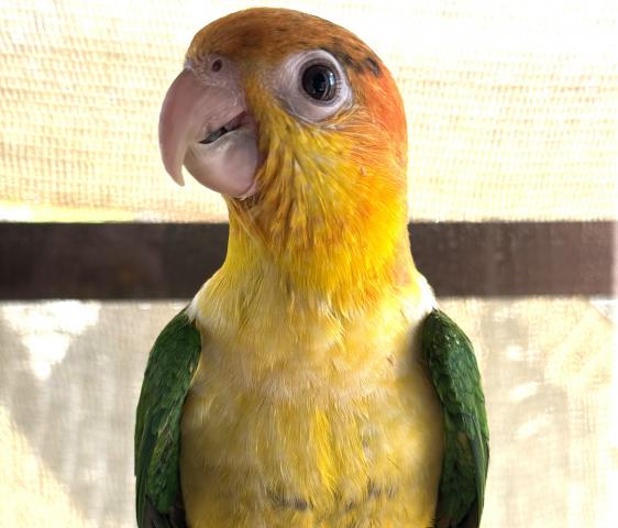 シロハラインコ