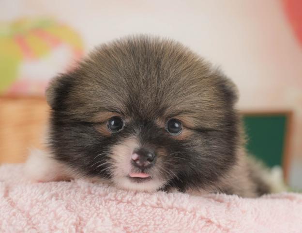 ポメラニアンの写真6