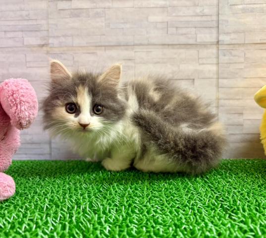 マンチカンの写真3