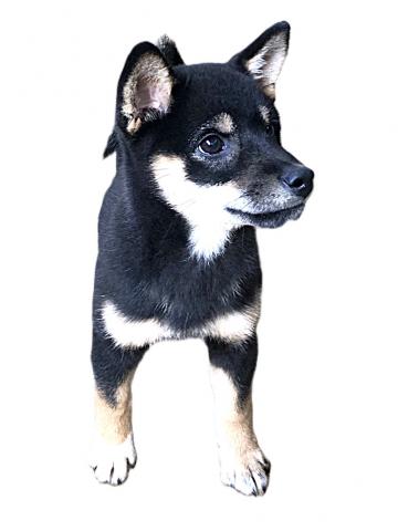 柴犬の写真2