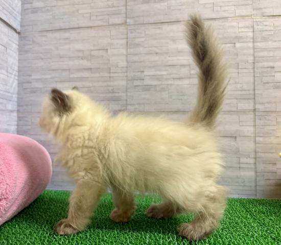 ペルシャ・ヒマラヤンの写真2