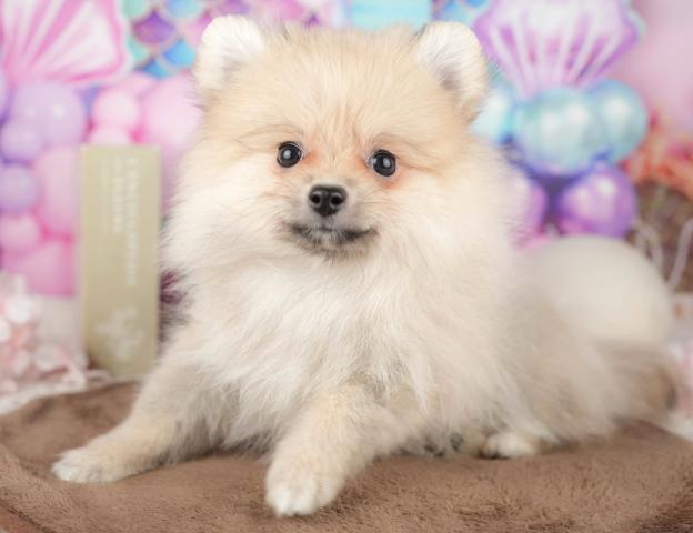 ポメラニアンの写真4